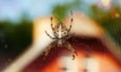 Spinne in ihrem Netz an einem Gebäude