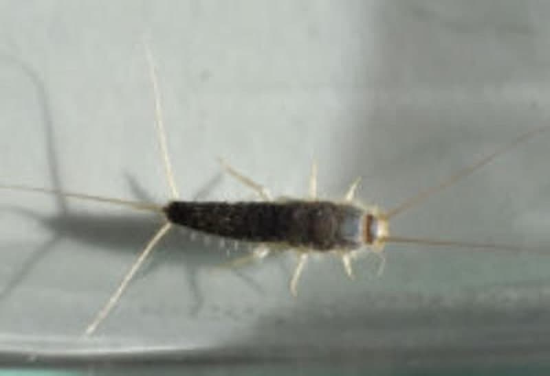 Silberfischchen auf einer hellen Fläche
